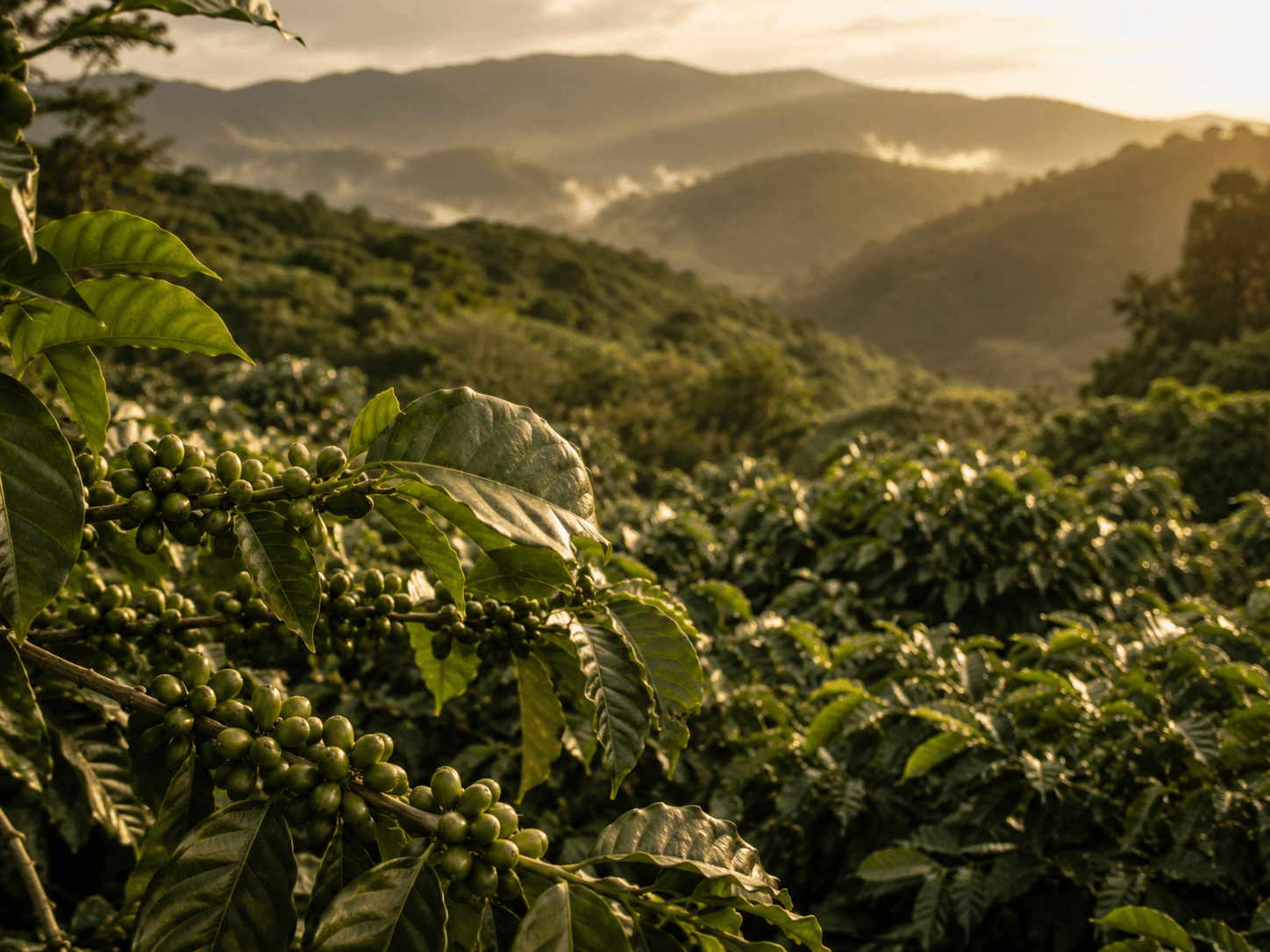 Caféiers Arabica sur les hauts plateaux de l'Ouest