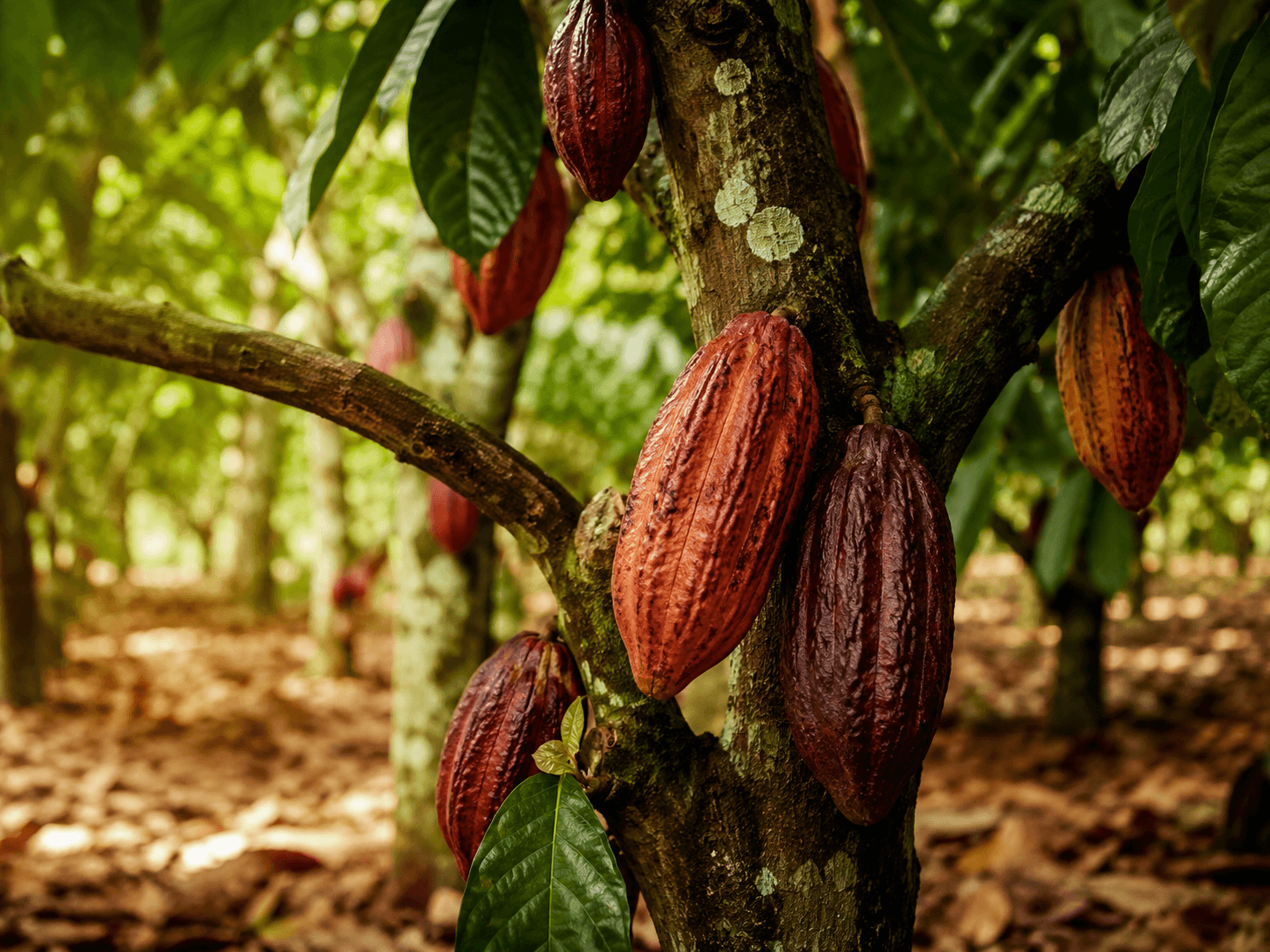 Plantation de cacao dans le Sud-Ouest